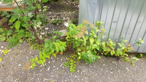 Spiraea miyabei iNat (1)