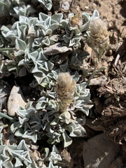 Antennaria soliceps