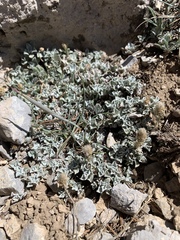 Antennaria soliceps