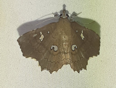 Egnasia ephyrodalis