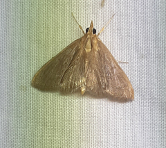 Crambidae
