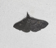 Erebidae