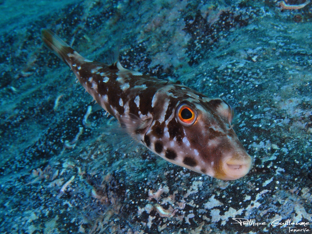 Sphoeroides