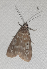 Sommeria marchalii