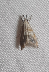 Crambidae