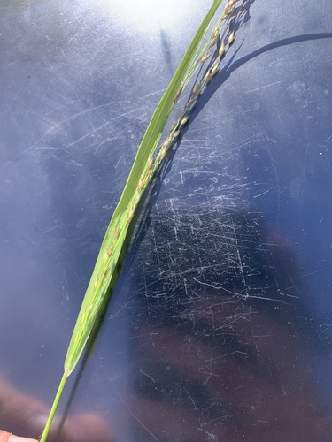 switchgrass