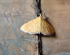 Hyalobathra