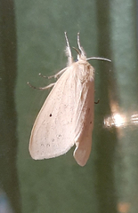 Erebidae