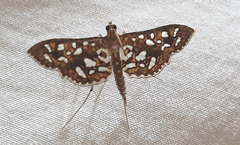 Nausinoe