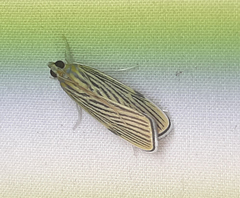 Tyspanodes linealis