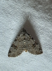 Lepidoptera