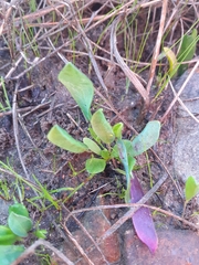 Oxalis monophylla stenophylla