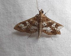 Sameodes