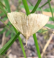Phalaenostola metonalis