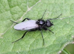 Bibio leucopterus