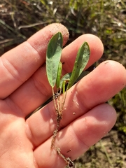 Oxalis monophylla stenophylla