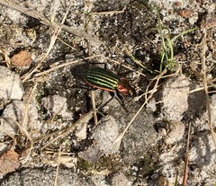 Carabus nitens