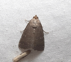 Noctuidae