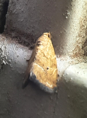 Noctuoidea