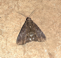 Ercheia