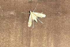 Eoophyla