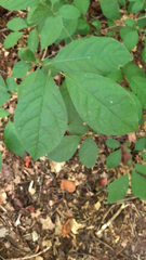 Lindera benzoin