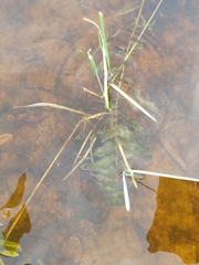 Potamogeton richardsonii