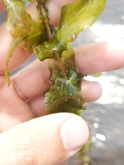 Potamogeton richardsonii