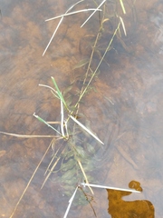 Potamogeton richardsonii