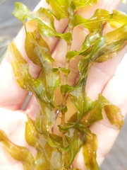 Potamogeton richardsonii