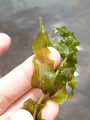 Potamogeton richardsonii