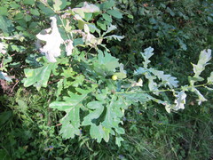 Quercus robur