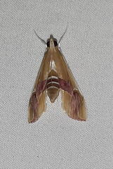 Agathodes ostentalis