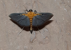 Filodes fulvidorsalis