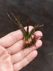 Isoetes echinospora