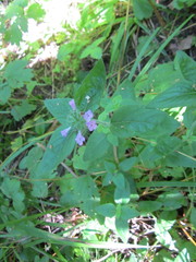Clinopodium vulgare