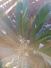 Cycas revoluta