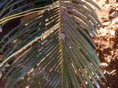 Cycas revoluta