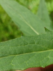Hieracium umbellatum umbellatum