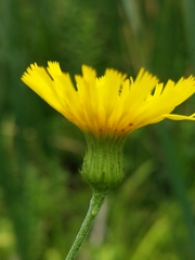 Hieracium umbellatum umbellatum