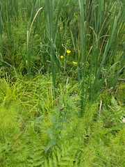 Hieracium umbellatum umbellatum