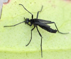 Penthetria funebris