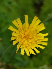 Hieracium umbellatum umbellatum