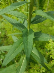 Hieracium umbellatum umbellatum