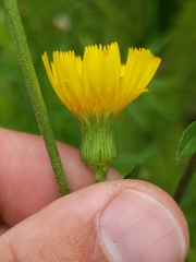 Hieracium umbellatum umbellatum