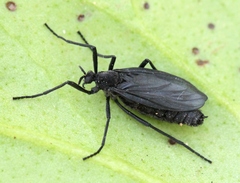 Penthetria funebris