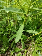 Hieracium umbellatum umbellatum