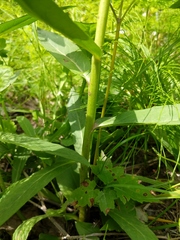 Hieracium umbellatum umbellatum