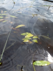 Potamogeton epihydrus