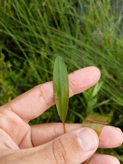 Potamogeton epihydrus